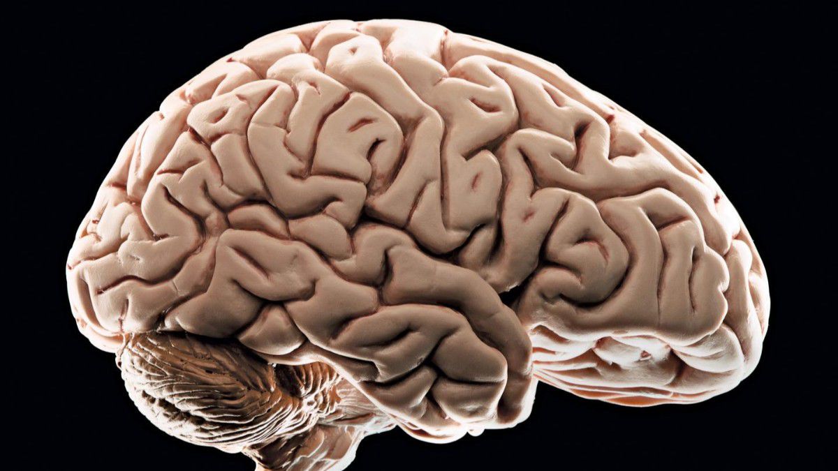 Bilim insanları insan beyni