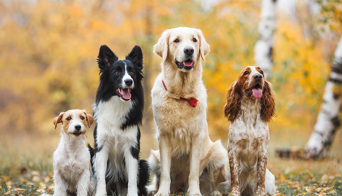 Türkiye'deki En Eski Evcil Köpek Kalıntıları Bulundu: Tarih 5.000 Yıla Geri Çekildi